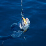fishing-iceland-boat-catfish-wolf-fish-008