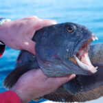 fishing-iceland-boat-catfish-wolf-fish-009