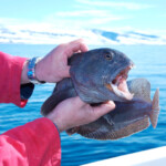 fishing-iceland-boat-catfish-wolf-fish-010