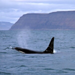 fishing-iceland-sudavik-boat-0013