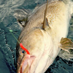 fishing-iceland-sudavik-boat-0015