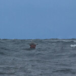 fishing-kayak-logic-0001