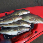 fishing-kayak-logic-0004