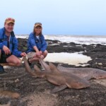 namibia sharks