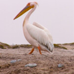 fishing-namibia-mark-harding-080008