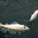 fishing-pirk-casting-scrabster-0001