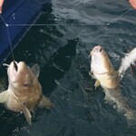 fishing-pirk-casting-scrabster-0002