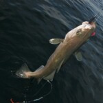 fishing-scrabster-orkney-boat-0002