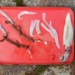 fishing-shore-adrian-spring-plaice-0008