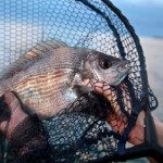 fishing-shore-alderney-bream-mullet-0003