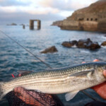fishing-shore-alderney-bream-mullet-0005
