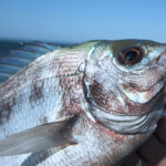 alderney bream