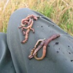 fishing-shore-arun-flounders-0001