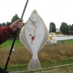 fishing-shore-arun-flounders-0007