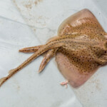 fishing-shore-boat-rays-0009