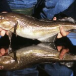 fishing-shore-cod0005