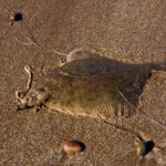 fishing-shore-elliot-beach-flounder-0006