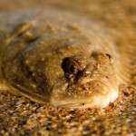 fishing-shore-elliot-beach-flounder-0008