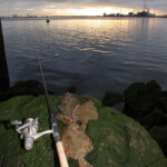 fishing-shore-flounder-greatham-creek-0010
