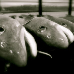 fishing-shore-luck-or-cunning-0002