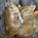 fishing-shore-orkney-scrabster-0001