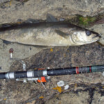 Orkney shore fishing