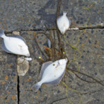 fishing-shore-orkney-scrabster-0006