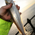 fishing-shore-roker-pier-0008
