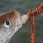 fishing-shore-roker-pier-0014