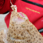 fishing-shore-turbot-donegal-0010
