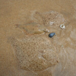 fishing-shore-turbot-donegal-0017
