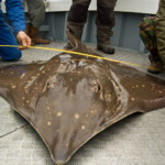 fishing-skate-oban-0003