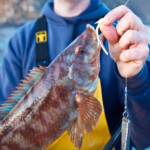 fishing-skate-oban-0006