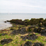 fishing-species-spotlight-bass-0001