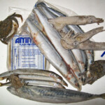 fishing-species-spotlight-bass-0002