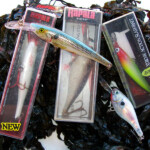 fishing-species-spotlight-bass-0003