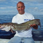 fishing-species-spotlight-ling-0001