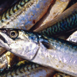 fishing-species-spotlight-ling-0005