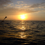 fishing-st-andrews-cod-0002