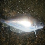 fishing-alderney-species-hunt-one0005