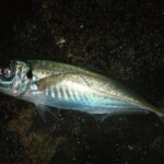 fishing-alderney-species-hunt-one0006