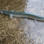 fishing-alderney-species-hunt-one0008