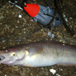 fishing-alderney-species-mission-february-0005