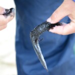 fishing-bait-black-squid-0008