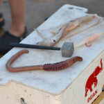 fishing-bait-bloodworm-squid-teaser-0001