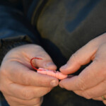 fishing-bait-bloodworm-squid-teaser-0002