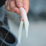 fishing-bait-bloodworm-squid-teaser-0004