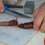 fishing-bait-bloodworm-squid-teaser-0007