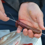fishing-bait-bloodworm-squid-teaser-0008