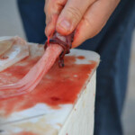 fishing-bait-bloodworm-squid-teaser-0009